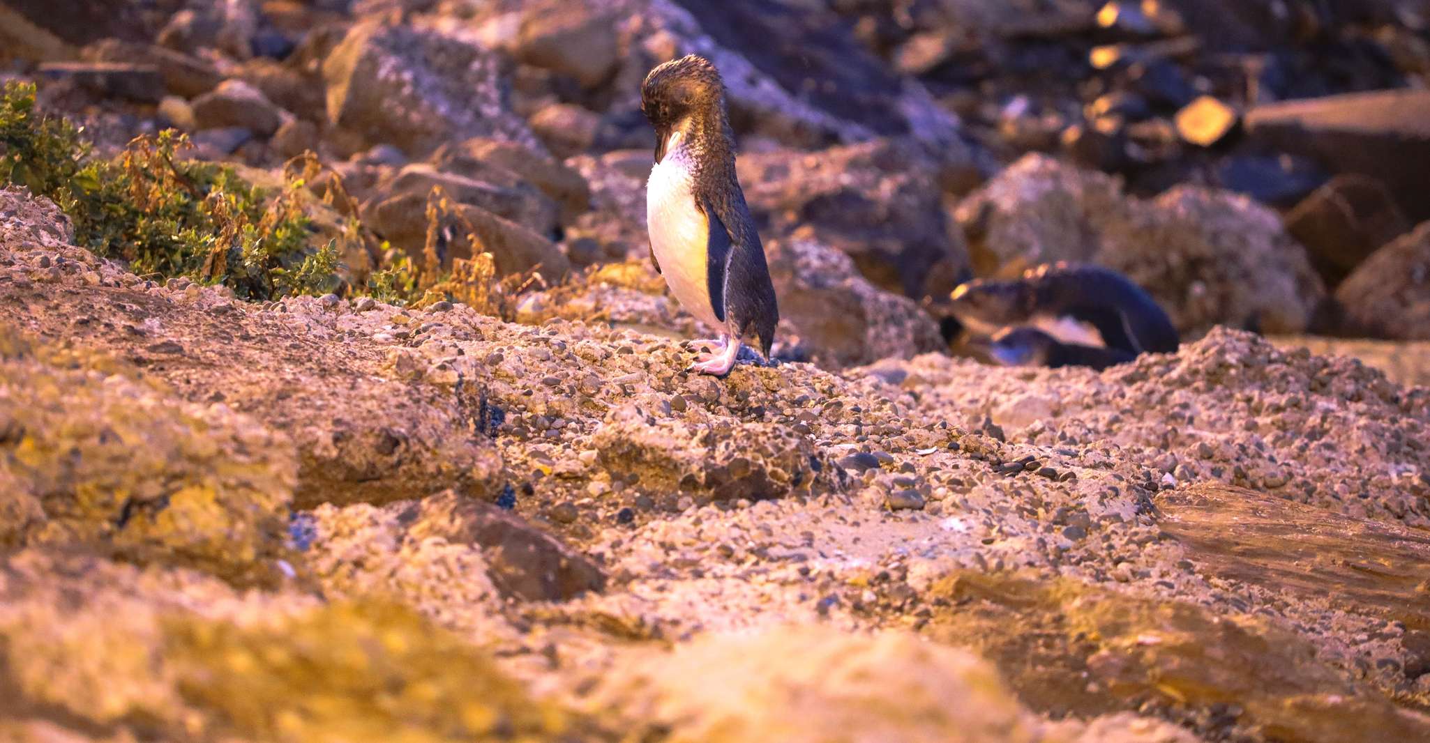 Oamaru, Blue Penguin Colony Evening Viewing Ticket - Housity