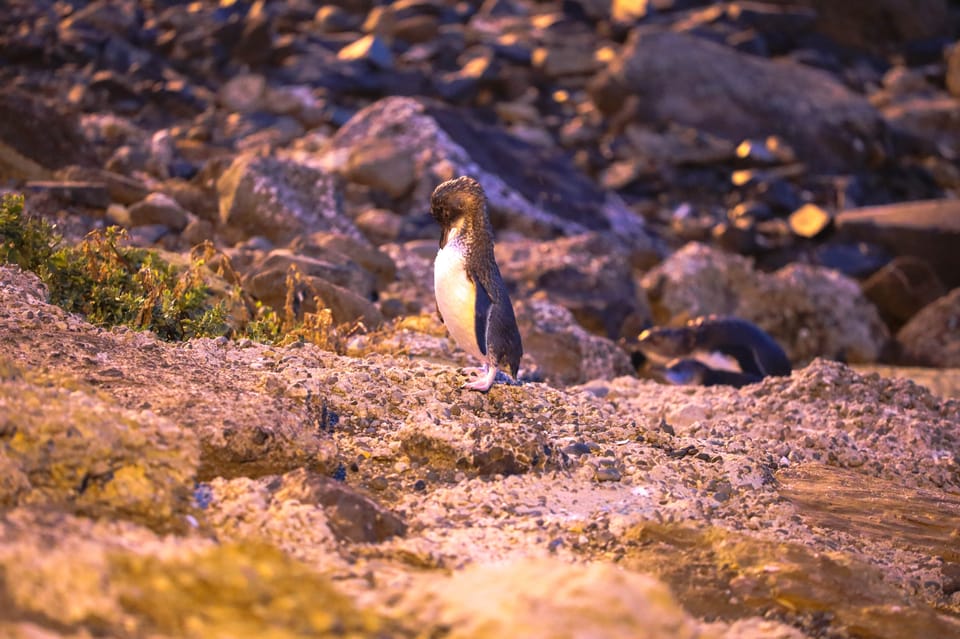 Oamaru: Blue Penguin Colony Evening Viewing Ticket | GetYourGuide