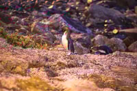 Oamaru, Blue Penguin Colony Evening Viewing Ticket - Housity