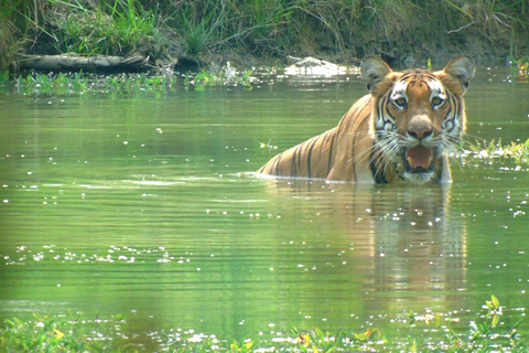 Chitwan: 3-daagse rondleiding door nationaal park met wildsafariChitwan: 3-daagse rondreis door het nationale park met wildsafari