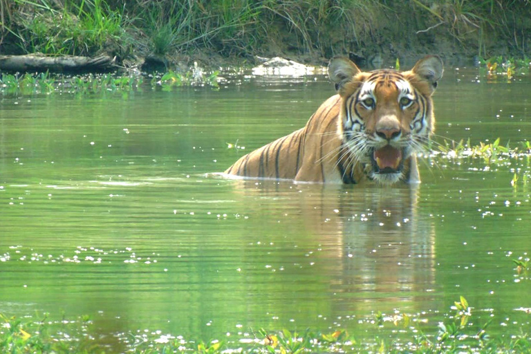 Chitwan: 3-daagse rondleiding door nationaal park met wildsafariChitwan: 3-daagse rondreis door het nationale park met wildsafari