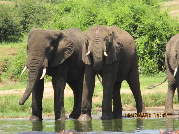 Queen-Elizabeth-Nationalpark: 2-tägige Safari mit Bootsfahrt | GetYourGuide