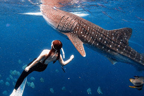 Cebu: Whale Sharks, Sumilon & Pescador Island Tour