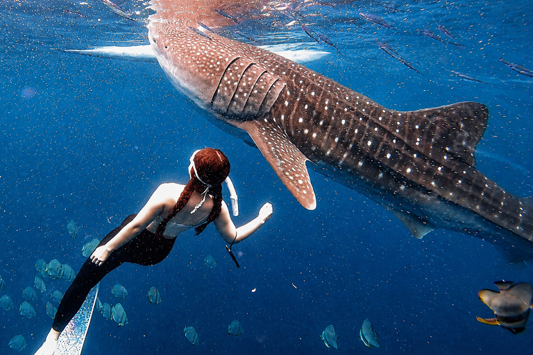 Cebu: Whale Sharks, Sumilon & Pescador Island Tour