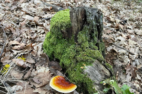 Sofia: Culinary Adventure To The Fungi And Botanical Kingdom