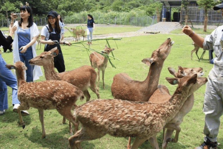 تايوان: جولة جزيرة خاصة لمدة 10 أيام مع فنادق 5 نجوم