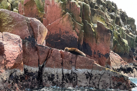 From Ica: Ballestas Islands and Paracas National Reserve. Private from Ica: Ballestas Islands and Paracas National Reserve.