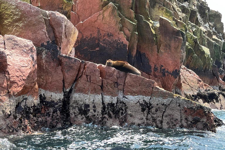 From Ica: Ballestas Islands and Paracas National Reserve. Private from Ica: Ballestas Islands and Paracas National Reserve.