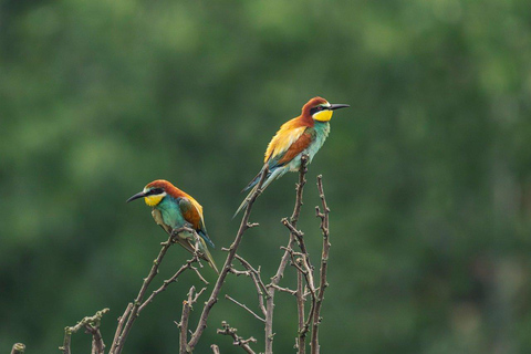 Victoria Falls: Guided Walking Tour with Birdwatching