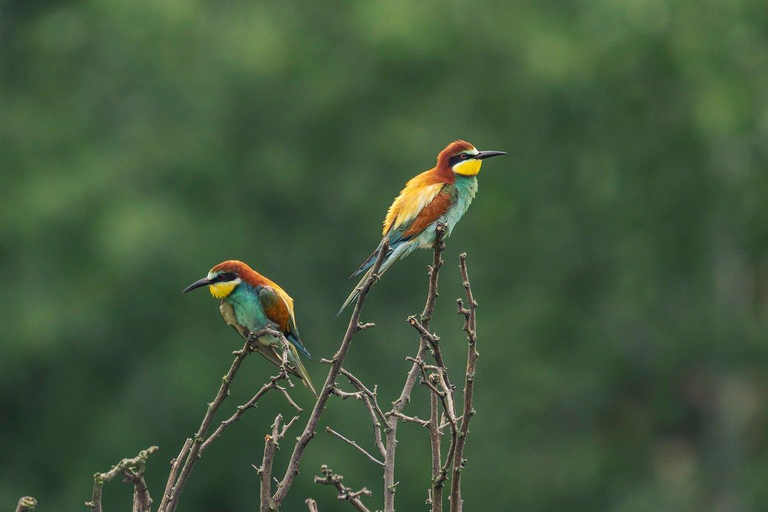 Victoria Falls: Guided Walking Tour with Birdwatching