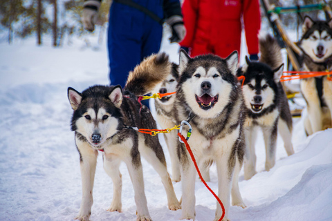 Rovaniemi: esperienza di guida autonoma di 1 ora con gli Husky in slittaSolo Drive (1 persona su slitta)