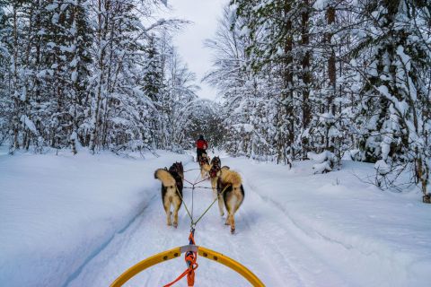 Rovaniemi: 1-Hour Self-Drive Husky Sledding Experience
