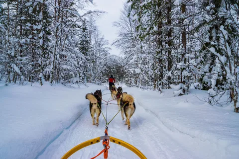 Rovaniemi: esperienza di guida autonoma di 1 ora con gli Husky in slitta