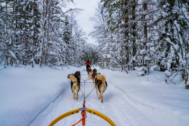 Visit Rovaniemi 1-Hour Self-Drive Husky Sledding Experience in Rovaniemi, Finland