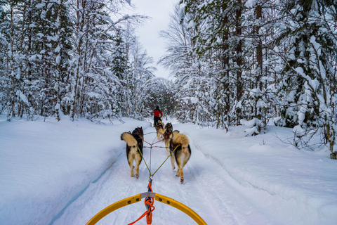 Rovaniemi: 1-stündige Selbstfahrer-Husky-SchlittenfahrtSolofahrt (1 Person auf dem Schlitten)