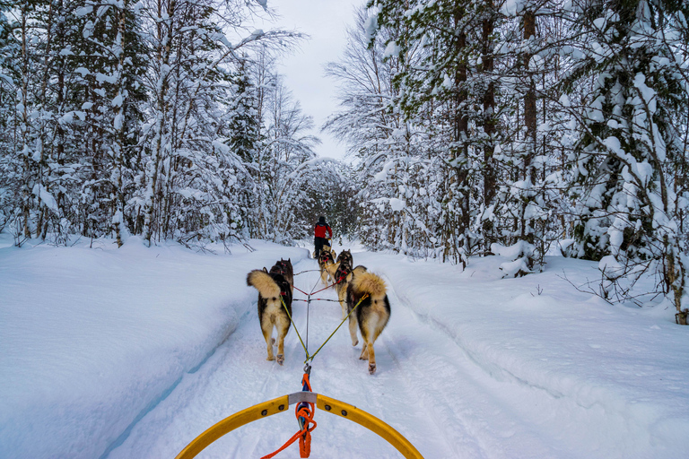 Rovaniemi: Experiência de 1 hora em trenó puxado por huskiesSolo Drive (1 pessoa no trenó)