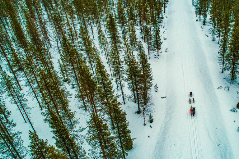 Rovaniemi: esperienza di guida autonoma di 1 ora con gli Husky in slittaSolo Drive (1 persona su slitta)