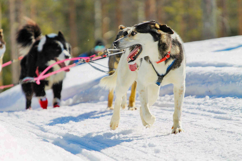 Rovaniemi: 1-stündige Selbstfahrer-Husky-SchlittenfahrtSolofahrt (1 Person auf dem Schlitten)