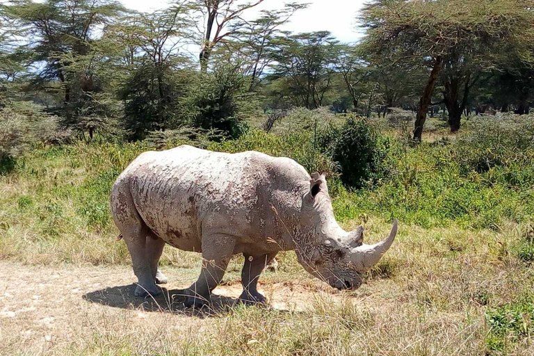 Nairobi-Nationalpark: Safari-TourPrivate halbtägige Safari-Tour im Jeep mit offenen Seiten