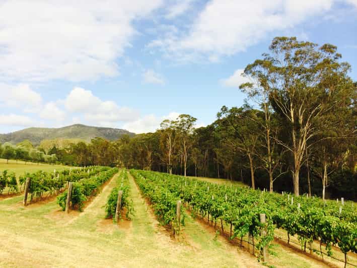Hunter Valley Tulloch Wines Mystery Wine & Cheese Tasting GetYourGuide