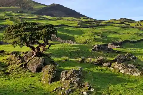 Insel Pico: Private Tour zu den Highlights