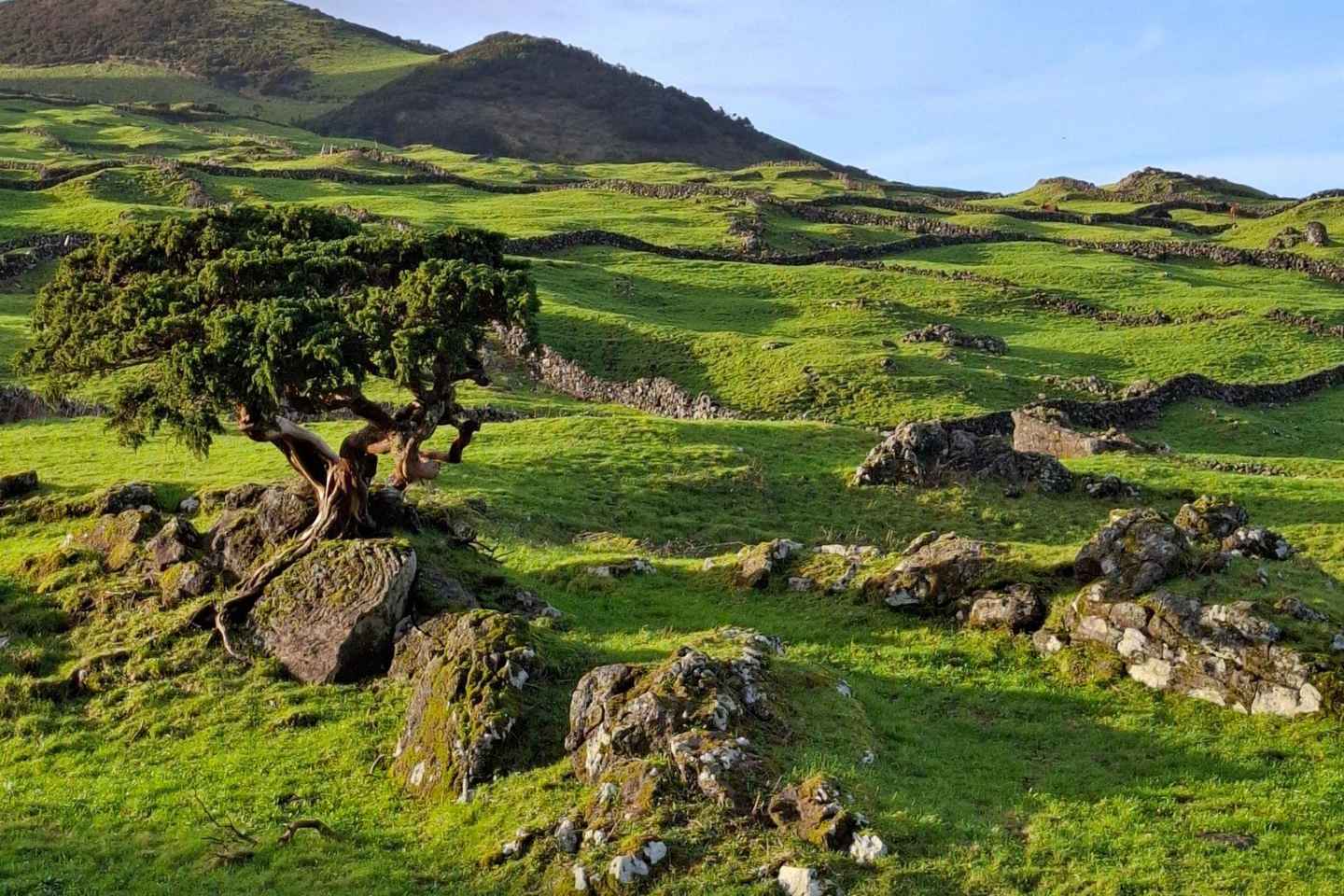 Pico Island: Private Highlights Tour