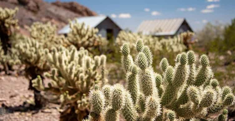 What cactus do I have? (Mojave Desert outside of Las Vegas,NV) : r/cactus