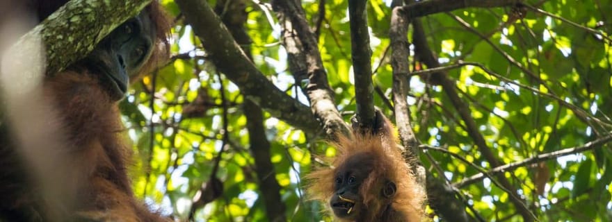 Merveilleux trekking et circuit dans la jungle de Sumatra à la rencontre des orangs-outans