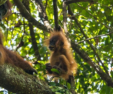 Wonderfull Orangutan Sumatera Jungle Trekking and tour