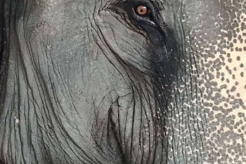 Jaipur: Hathigao Elephant Village Ride, Feeding, & Photos Riding, Feeding, Climbing And Photography with Elephant