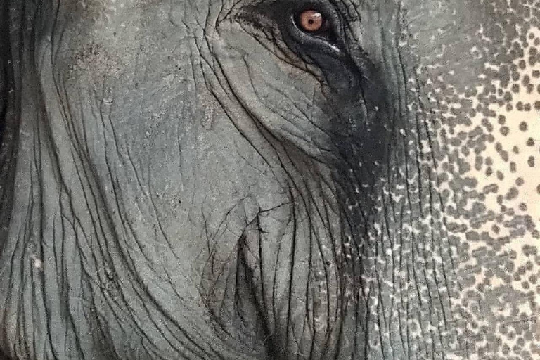 Jaipur: Hathigao Elephant Village Ride, Feeding, & Photos Riding, Feeding, Climbing And Photography with Elephant