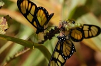 Aventura forestal de Iguazú de medio día - Hizvo