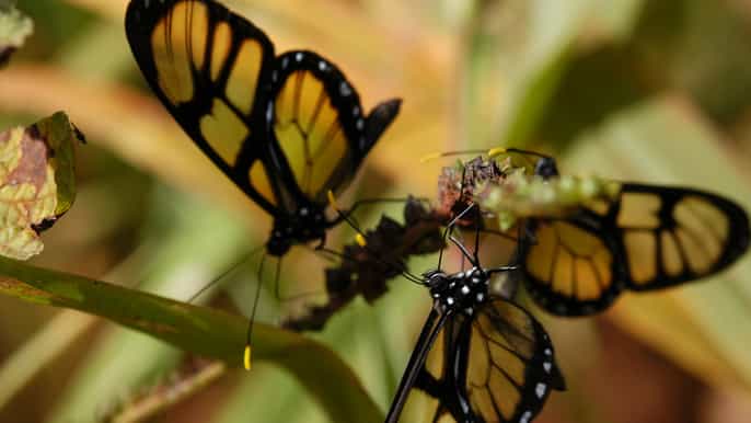 aventura na floresta de meio dia em iguazú