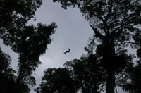 Aventura forestal de Iguazú de medio día - Hizvo