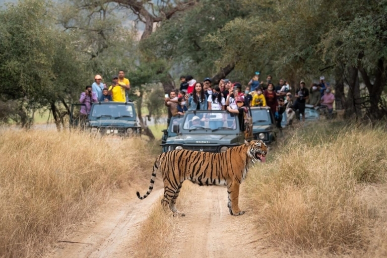 Z Delhi: 6-dniowy Złoty Trójkąt i safari z tygrysami RanthamboreZ zakwaterowaniem w 4-gwiazdkowych hotelach