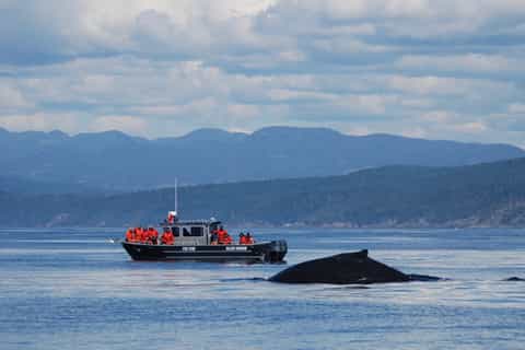 Victoria: Marine Life and Whale-Watching Boat Tour