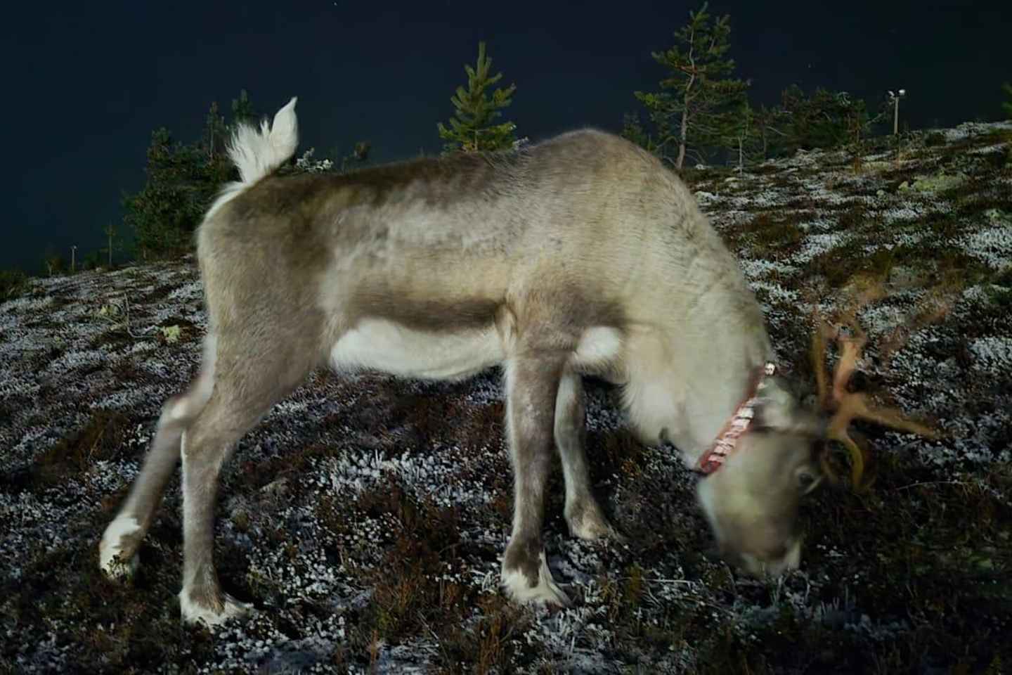 Levi, Lapponia: Tour in minivan dell'Aurora Boreale con bevande calde