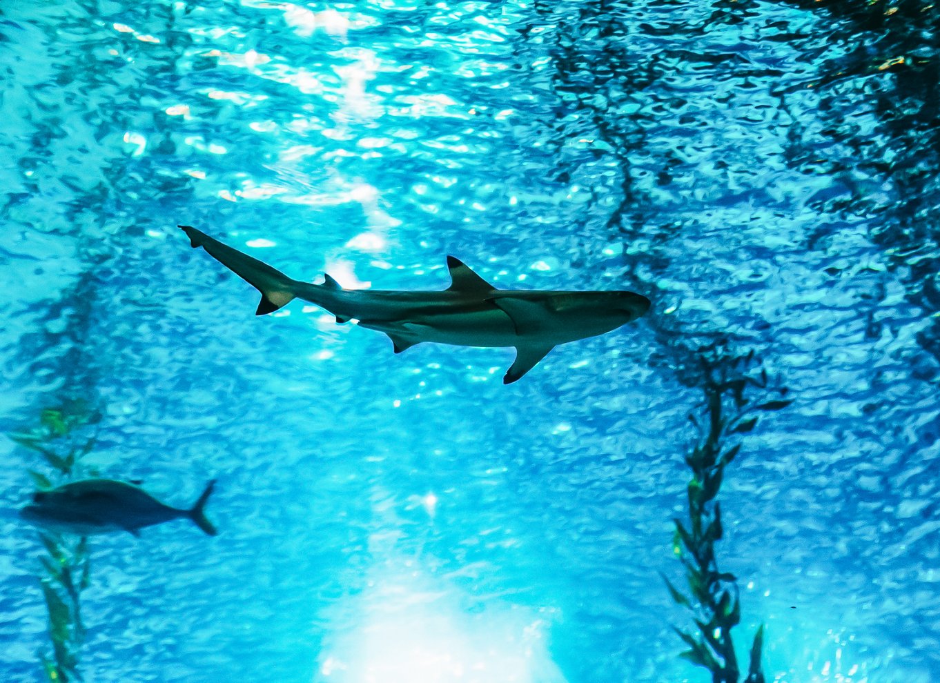 Lissabon: Oceanarium i Lissabon Indgangsbillet