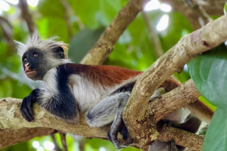 Zanzibar: Jozani Forest, Salaam & Maalum Caves and Sunset