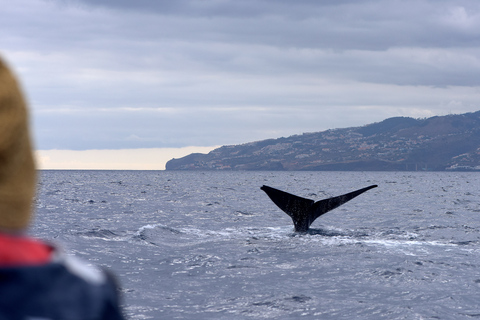 De Machico: Passeio de barco para observação de baleias e golfinhos na MadeiraPasseio compartilhado