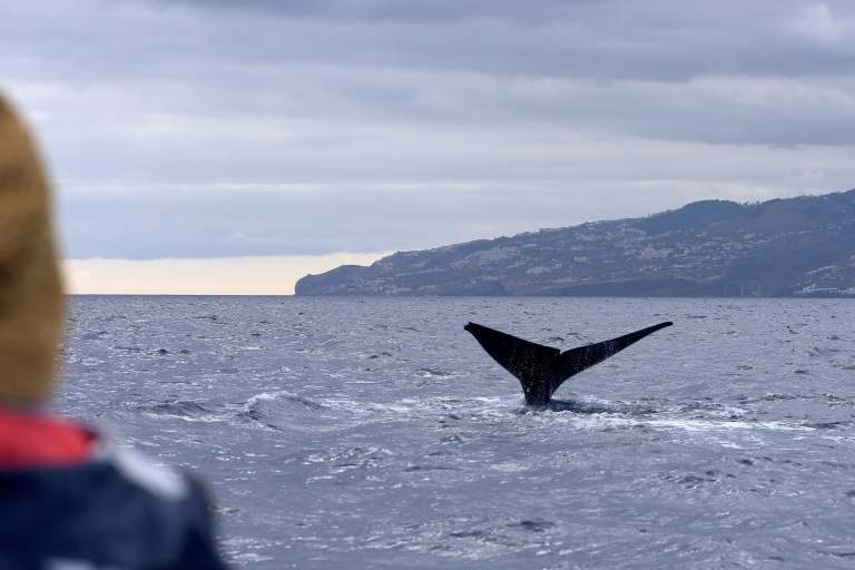 Madeira: boottocht om walvissen en dolfijnen te spotten vanuit MachicoMadeira: walvissen en dolfijnen spotten - privétour
