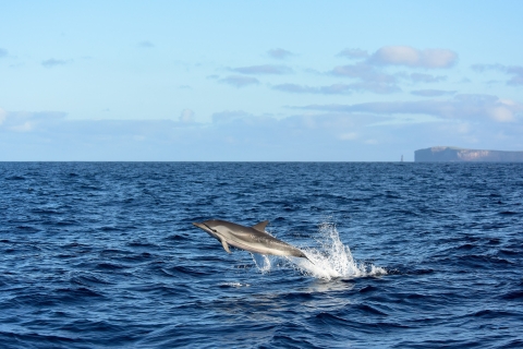 Madère: excursion en bateau d'observation des baleines et des dauphins au départ de MachicoMadère : observation des baleines et des dauphins - Visite privée