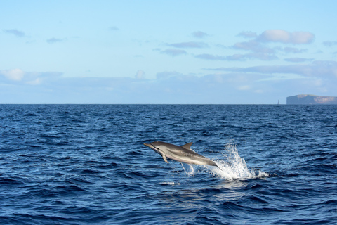 Madeira: tour en barco de avistamiento de ballenas y delfines desde Machico