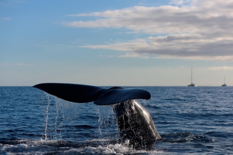 Madère: excursion en bateau d'observation des baleines et des dauphins au départ de MachicoMadère : observation des baleines et des dauphins - Visite privée