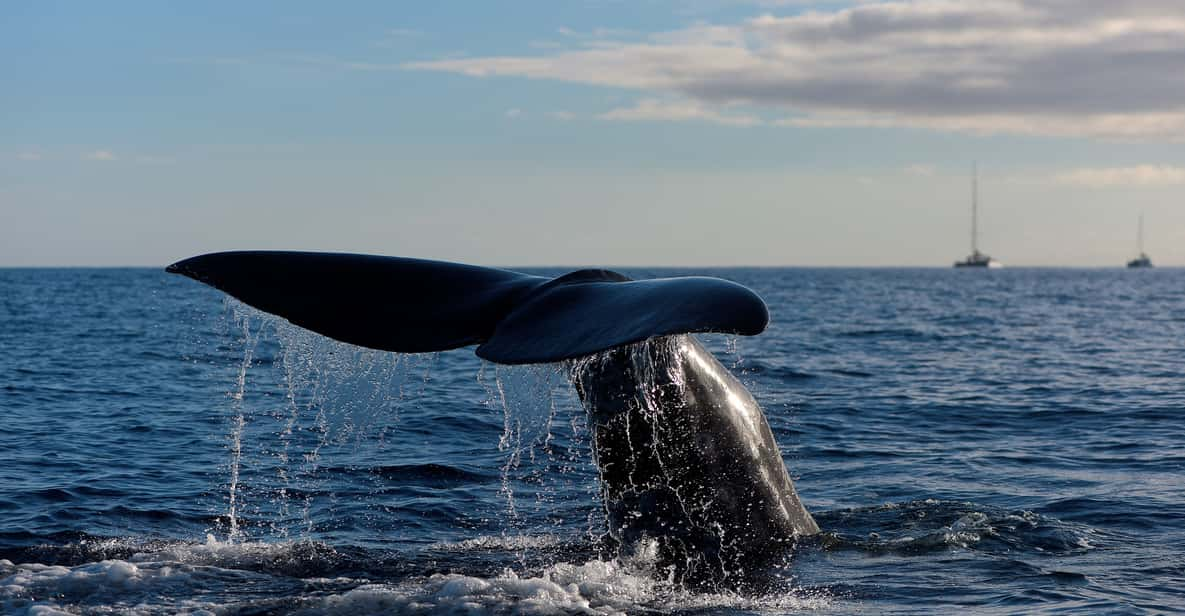 Madère: Excursion En Bateau D'observation Des Baleines Et Des Dauphins ...