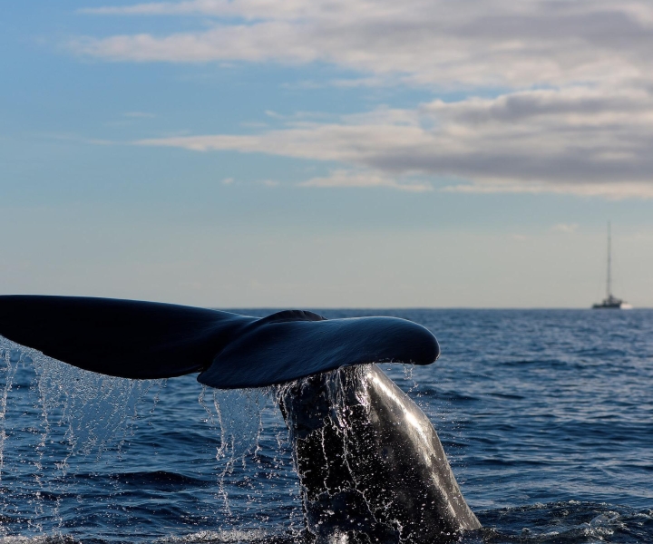 Madeira: Whale and Dolphin Watching Boat Tour from Machico