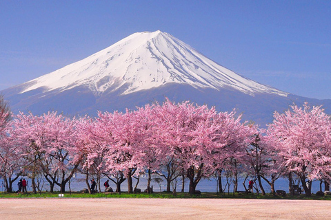 Tokyo: Mt. Fuji &amp; Hakone Cherry Blossoms Private Day Tour