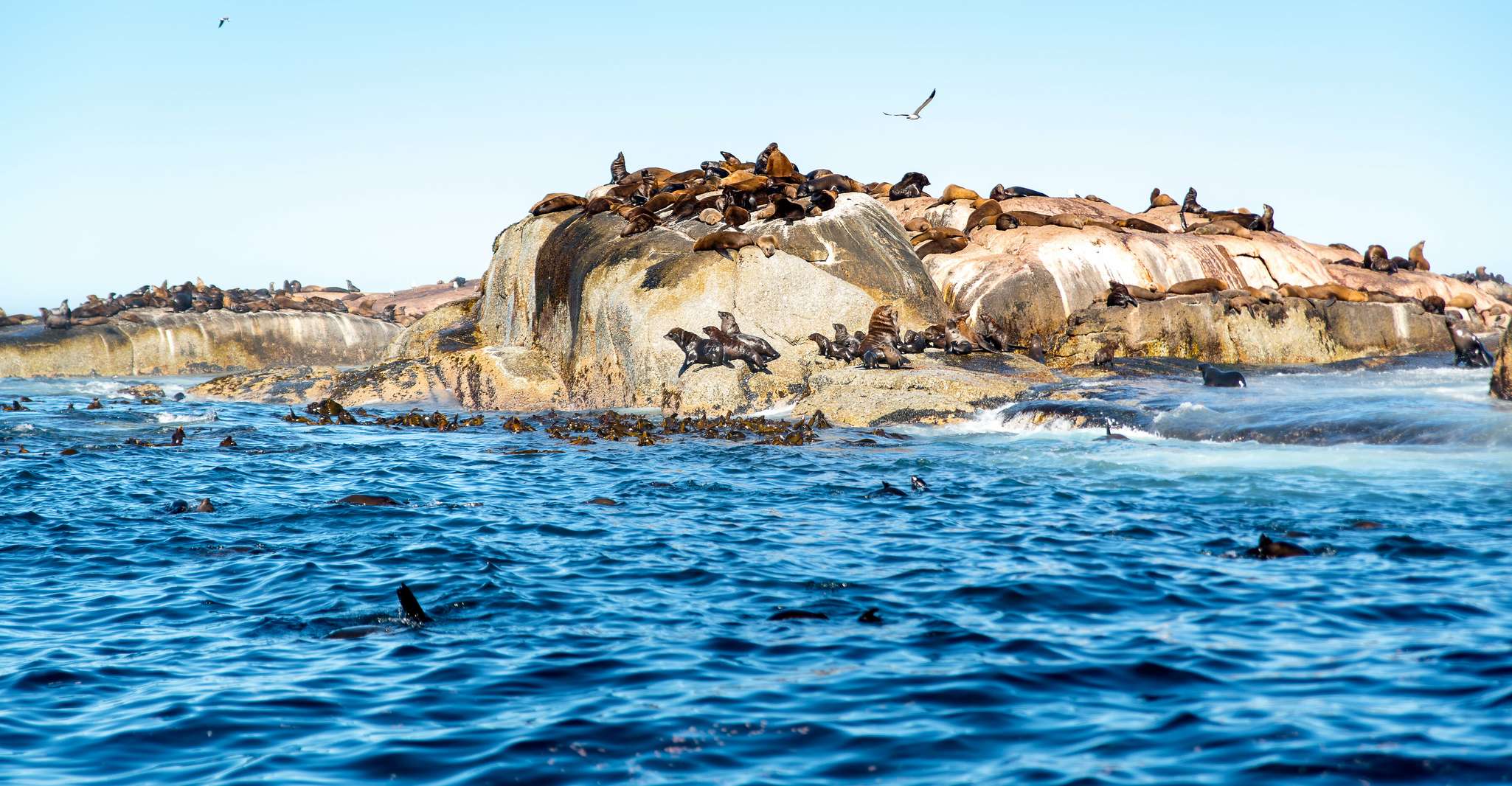Hout Bay, experiencia de snorkeling de focas - Hizvo