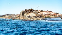 Hout Bay, expérience de plongée des phoques - Hizvo