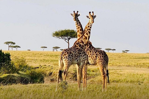 From Nairobi: Private 3-Day Masai Mara Big Five Game Drive